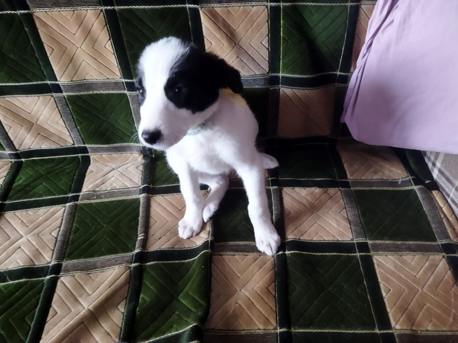 Щенки. В описание!