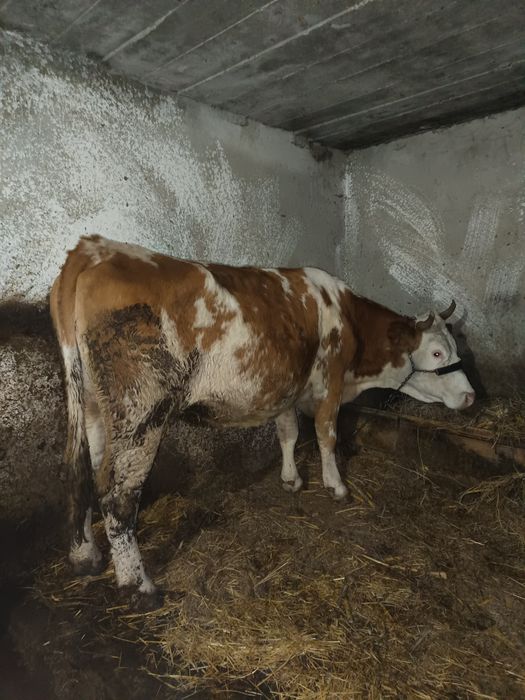 Vaca tânără de vânzare