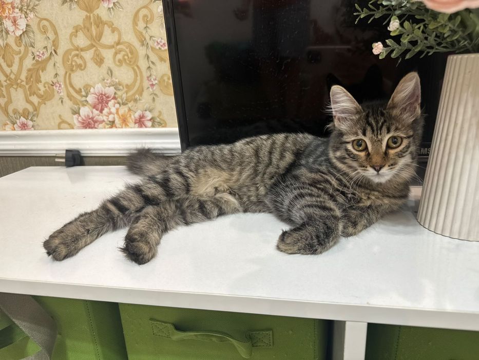 Ищем дом котёнку девочке