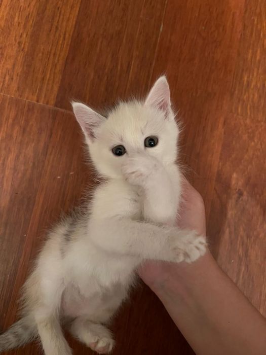 Котята чистые, домашние