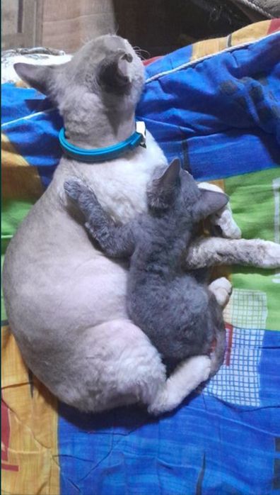 Пропал котёнок  кошка