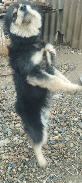 Отдаю в добрые руки