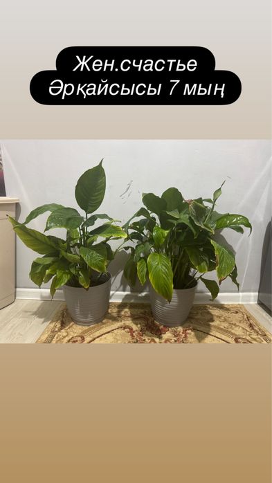 Үй гүлдері сатылады