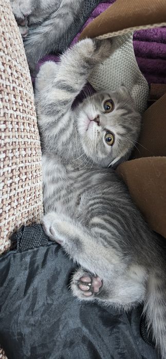 Британские котята