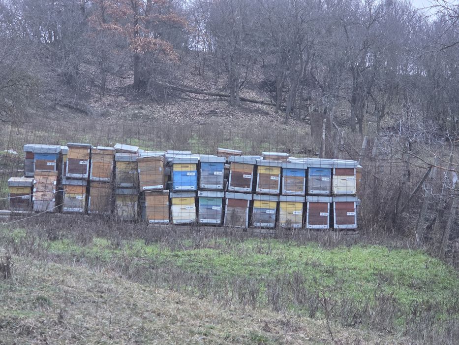 Stupi albine +culegatoare+alimentaroare+magazie+rame fără ceara
