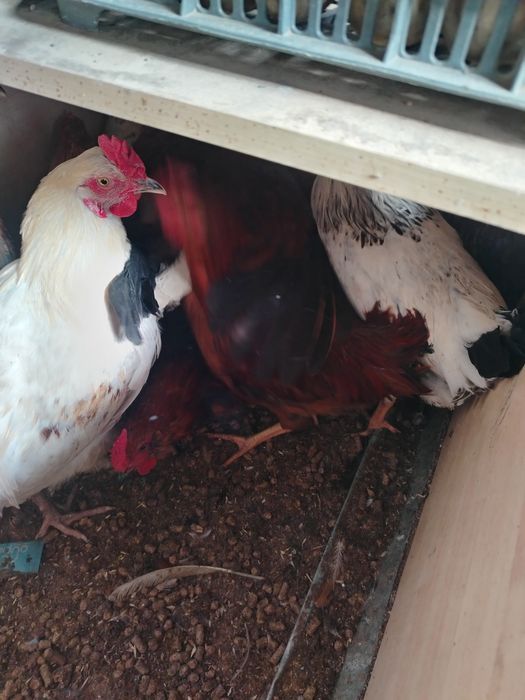 Продам. Домашних петухов