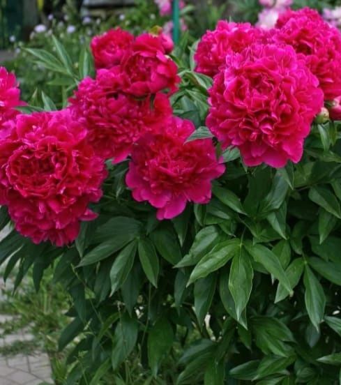 Пионы на весну коллекционные