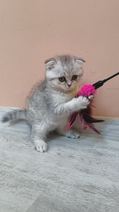 Scottish Fold Chinchilla - femela