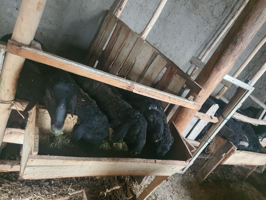 Boquvdagi qo'chqorlar sotiladi dehqonchilik