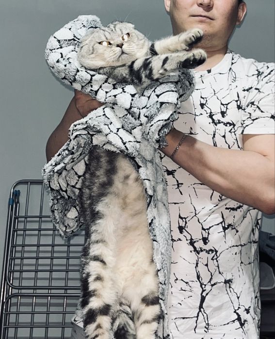 Котята Актобе скоттиш фолд