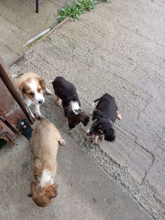 Малки кученца...