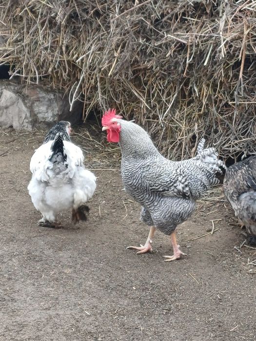 Амрокс қораздары сатылады