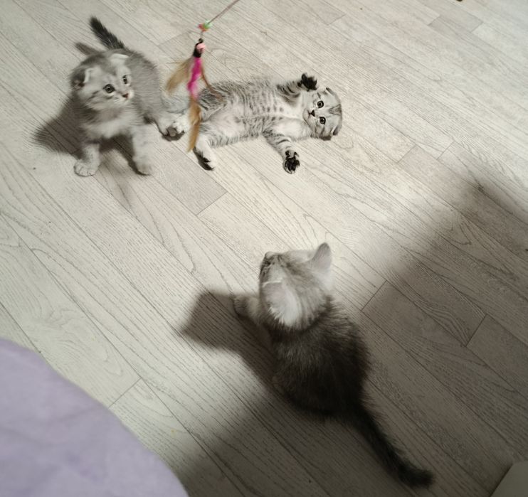 Вислоухие котята