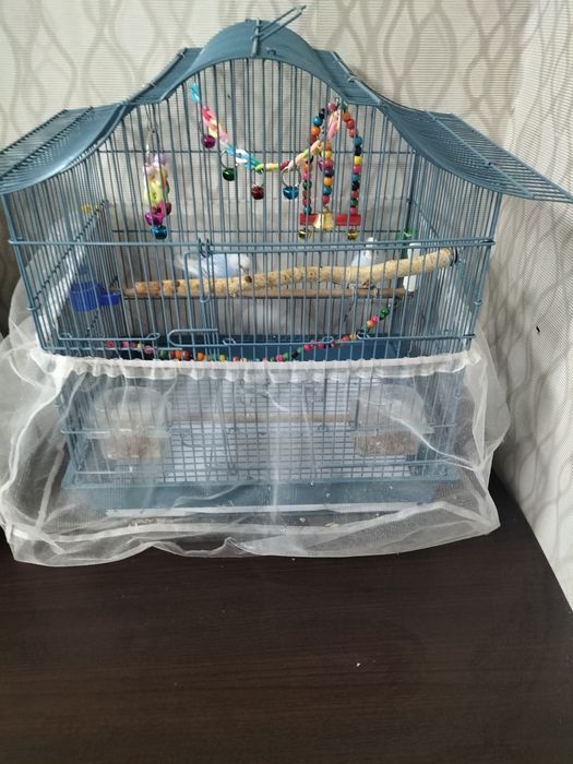 Продам волнистых попугаев с клеткой.