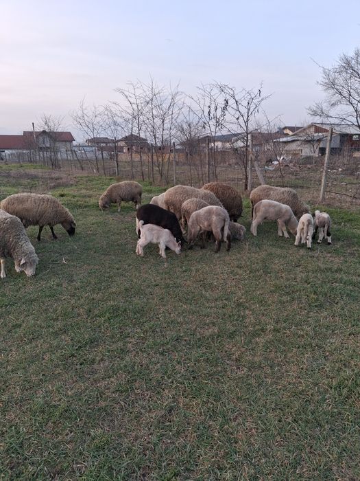 Oi cu miei de vanzare