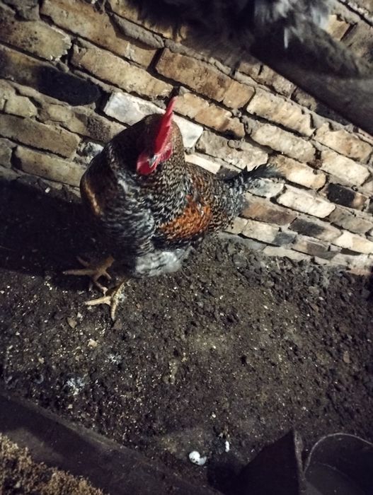 Молодые Петушки !