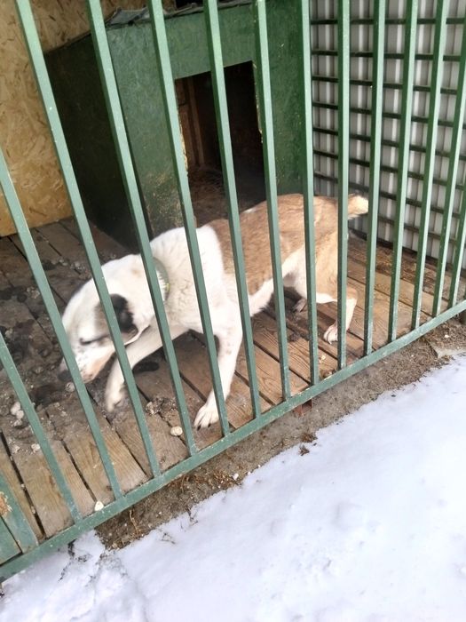 Продам суку алабая