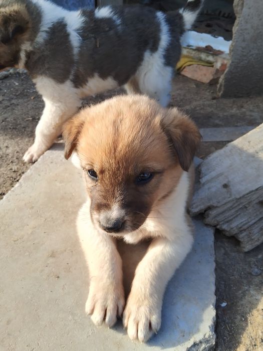 Отдаём щенков в добрые руки:)