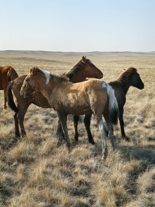 Жабағылар сатылады