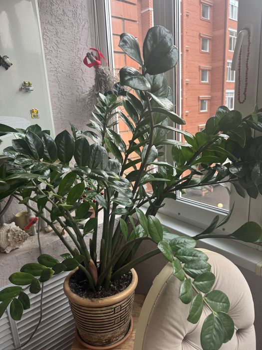 Продам долларовые деревья