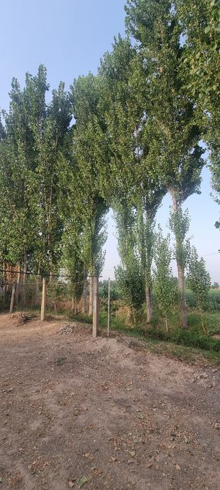 12 сотихли ХОВЛИ сотилади!