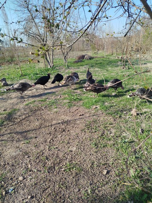 Куркалар сотилади  14 дона  Хамаси тухумда