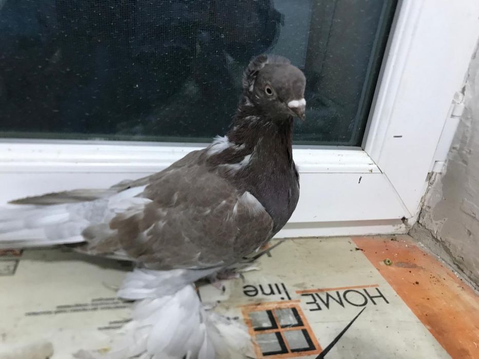 Голуби лётные продам