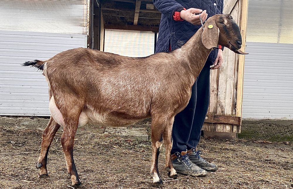 Lapte proaspat de capra