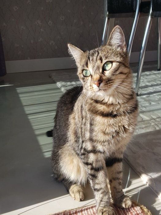 Ingrijire si plimbare pet (caini si pisici ) la domiciliu