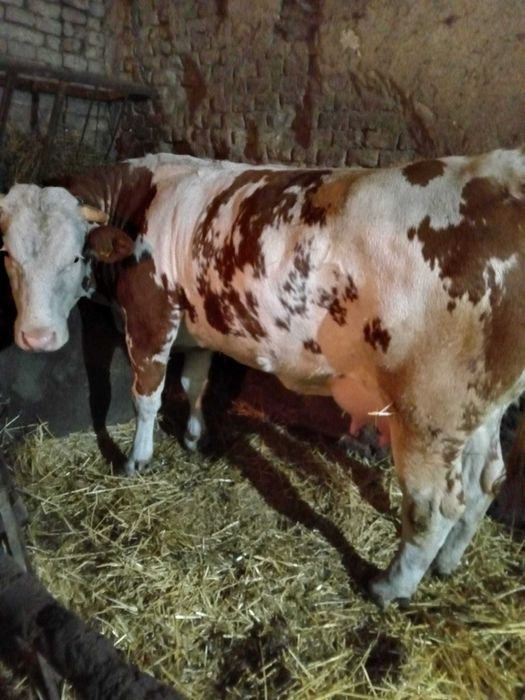 Vând vaca prima fătare cu vițică