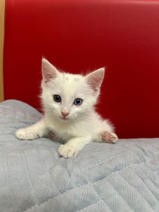 Котёнок 3 месяца