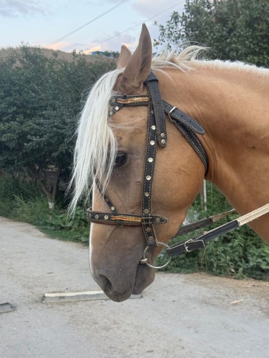 Спартак жеребчик ,4 года продаётся