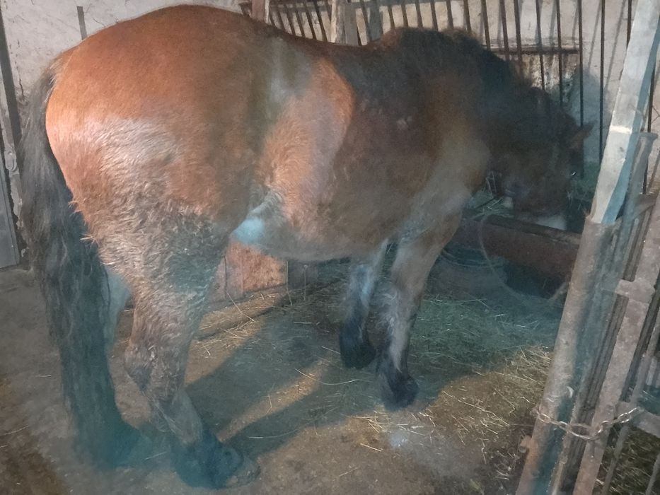 Vând sau schimb cu vacă sau junincă