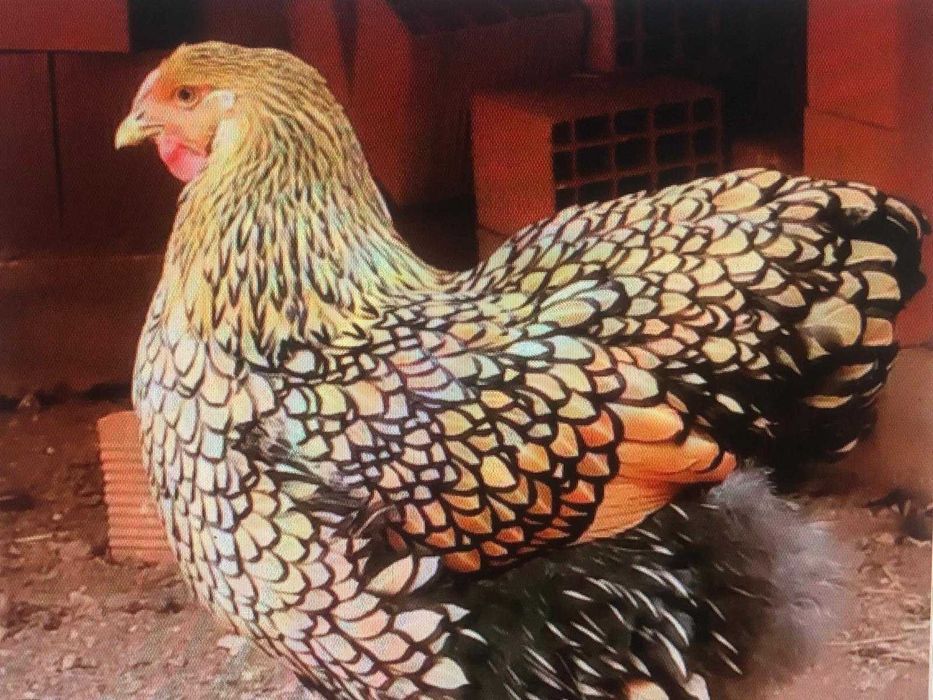 Ouă  incubat  Araucana Marans Wyandotte auriu La Bresse Plymonth R B