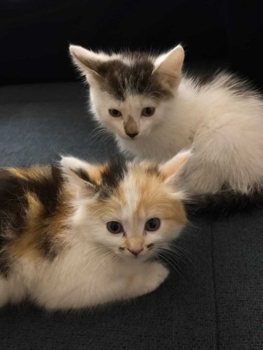 Отдам котят в добрые руки