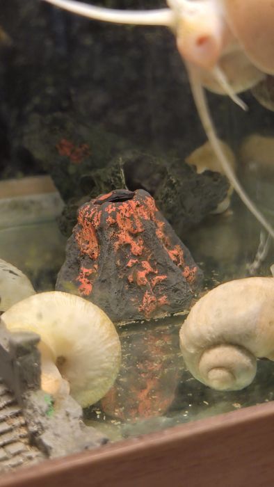 Улитки ампулярий