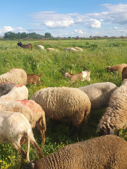 Vand oi tinere bune de tinut