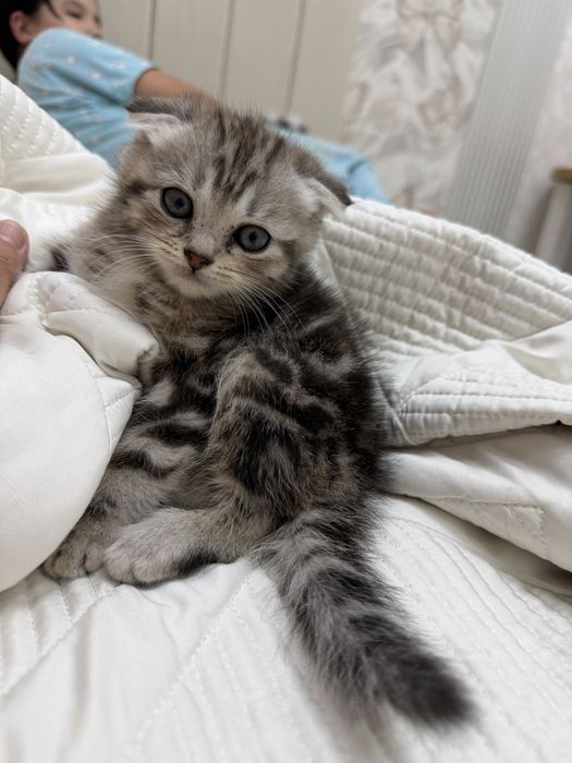 Котят шотландские