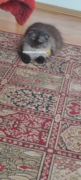 Милые и смышленные котята
