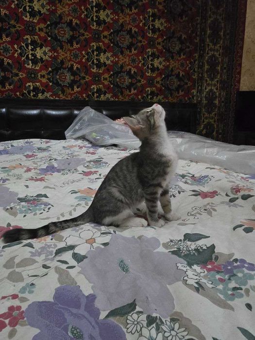 Котёнок, девочка 4 месяца, в добрые руки