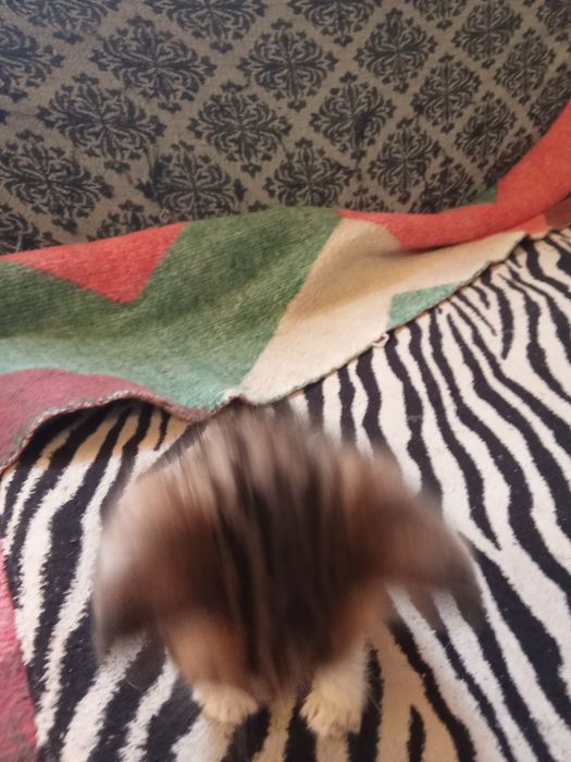 Отдам котят хорошие руки