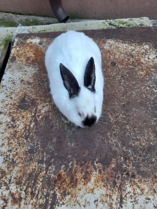 Vand iepuri  maturi si pui