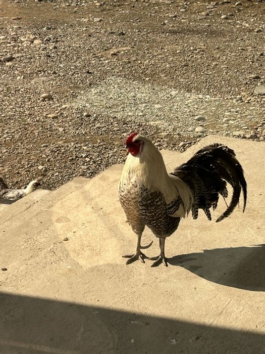 Петух породистый продается