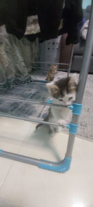 Бесплатно Котёнки, мушук болалари бепул