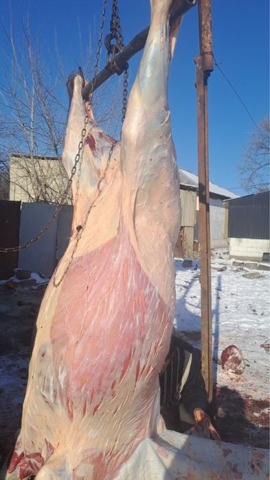 Семіз Құнан откорм ( Лошадь, Тай , Жылкы )