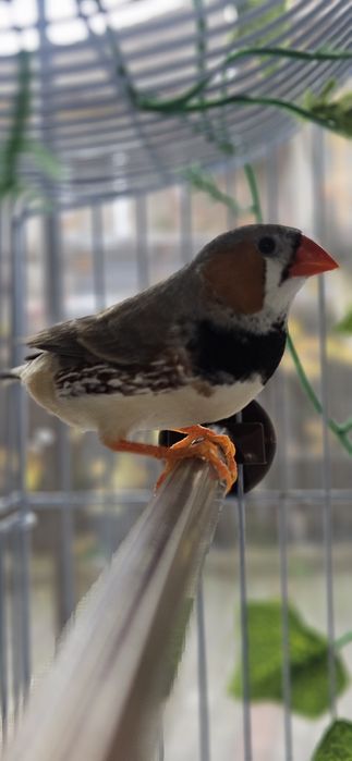 Schimb Cinteze zebrate