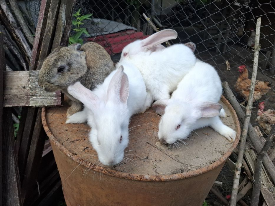 Vând iepurași 2 luni