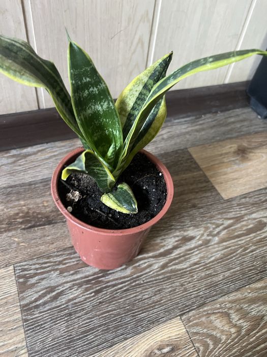 Комнатные цветы.