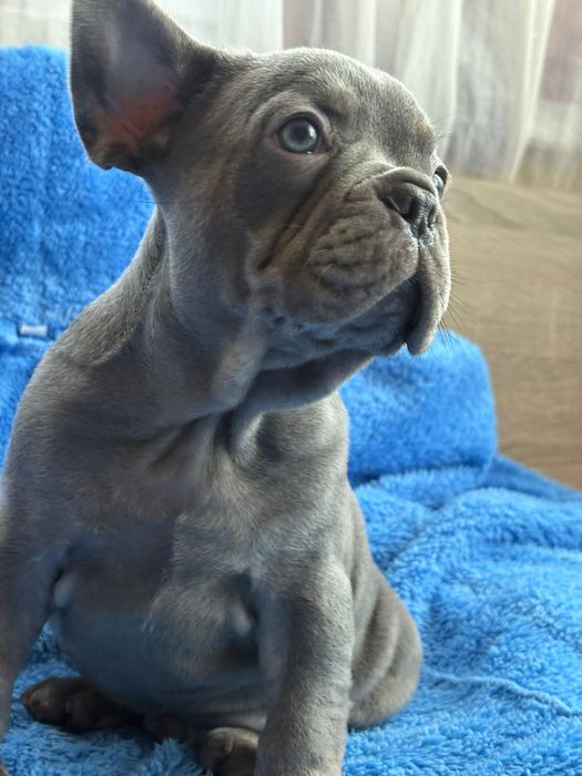 Френски булдог blu ten