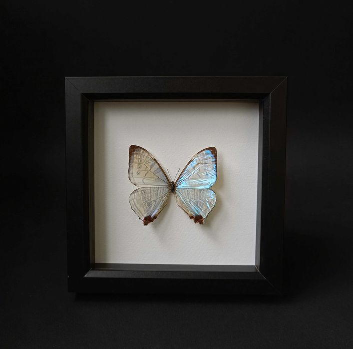 Истинска пеперуда в рамка , Уникален подарък , Препарирани пеперуди